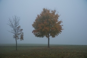 Woche 46 - Nebel