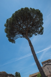 Forum Romanum