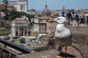 Forum Romanum