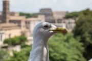 Forum Romanum