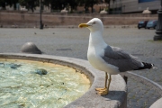 Piazza del Popolo