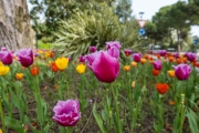 Tulpen im Kreisverkehr