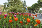 Tulpen im Kreisverkehr